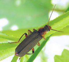 Weichkäfer Cantharis nigricans