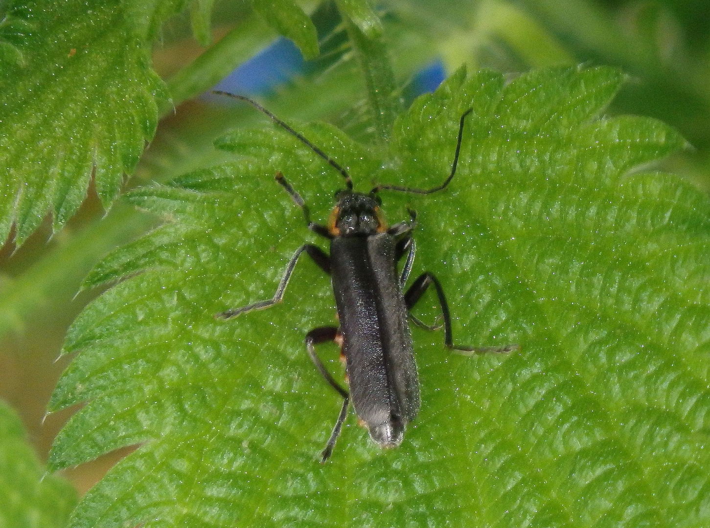 Weichkäfer Cantharis obscura/paradoxa auf Großer Brennnessel