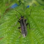 Weichkäfer Cantharis obscura/paradoxa auf Großer Brennnessel