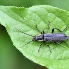 Weichkäfer • Cantharis paradoxa