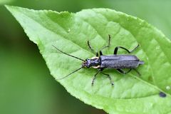 Weichkäfer • Cantharis paradoxa