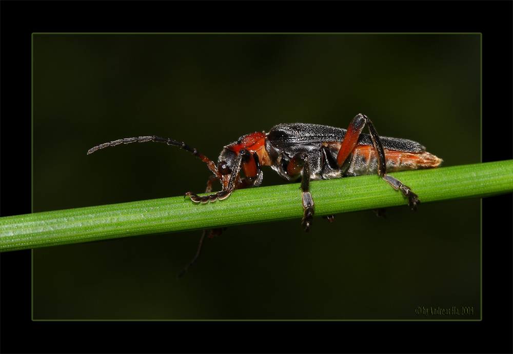 Weichkäfer · Cantharis pellucida