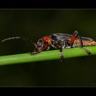 Weichkäfer · Cantharis pellucida