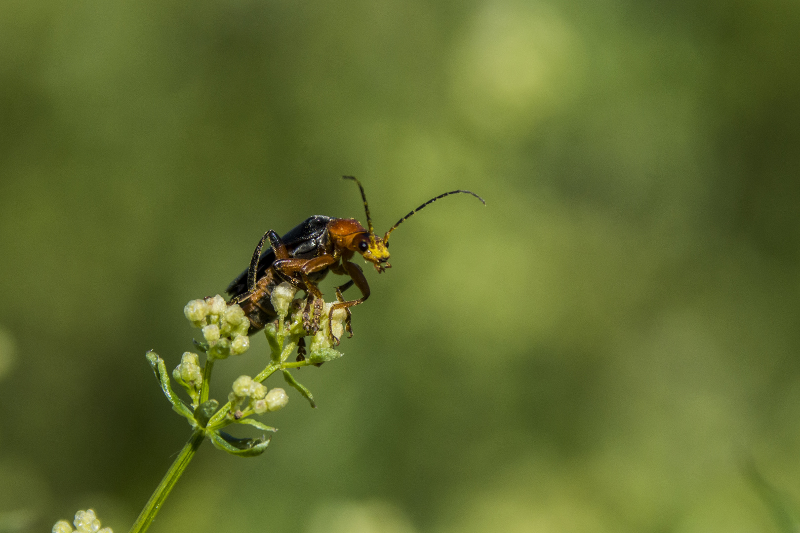 Weichkäfer