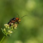 Weichkäfer