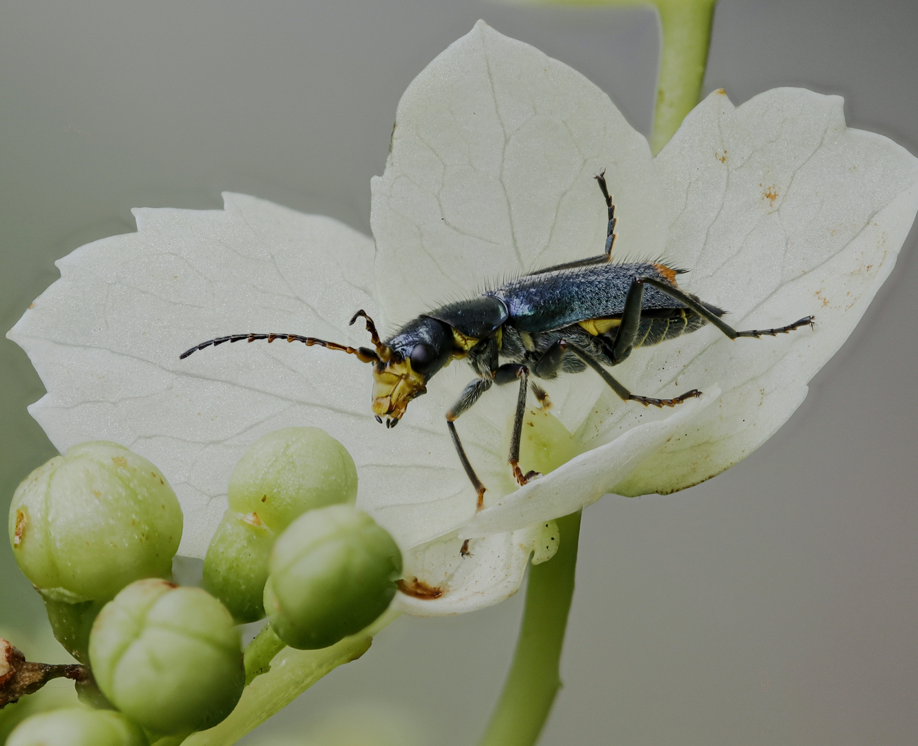 Weichkäfer - Clanoptilus elegans