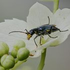 Weichkäfer - Clanoptilus elegans