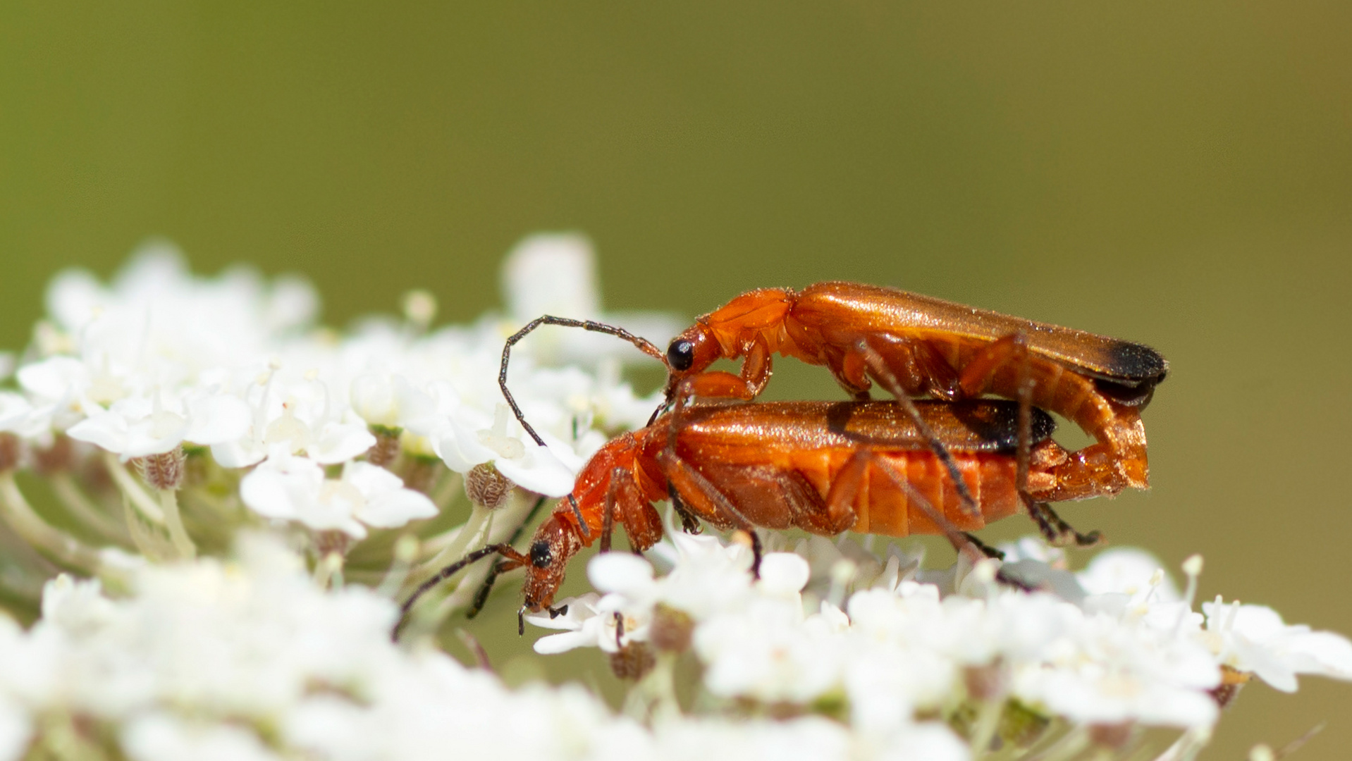 Weichkäfer:  Coleoptera - Cantharidae - Rhagonycha fulva 