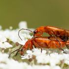 Weichkäfer:  Coleoptera - Cantharidae - Rhagonycha fulva 