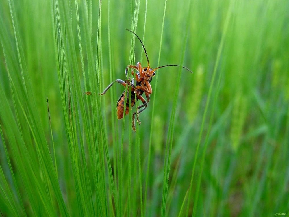 Weichkäfer