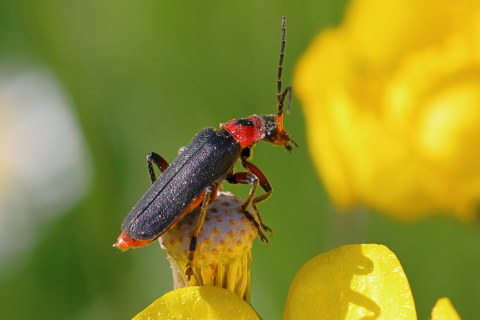 Weichkäfer