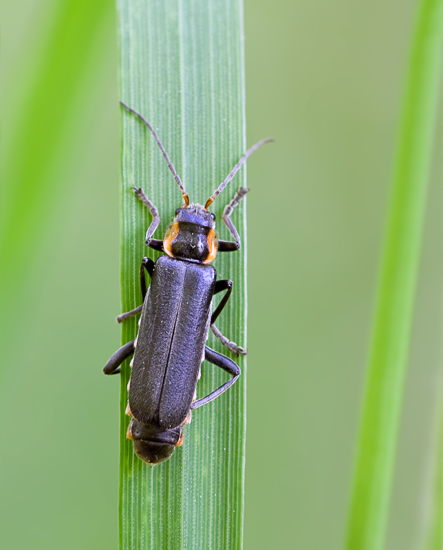 Weichkäfer