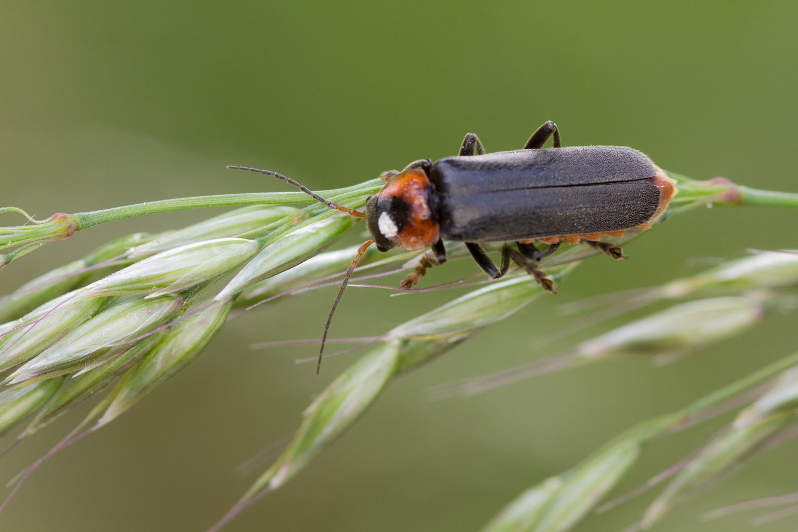 Weichkäfer