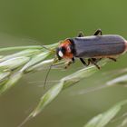 Weichkäfer