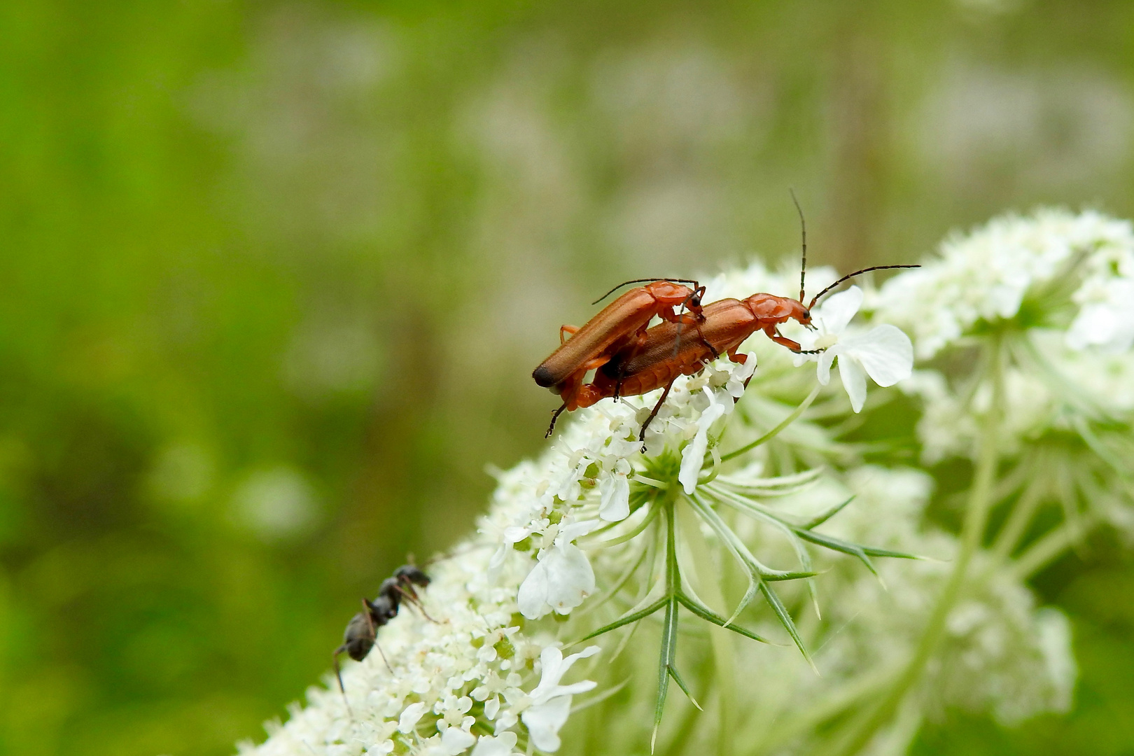 Weichkäfer