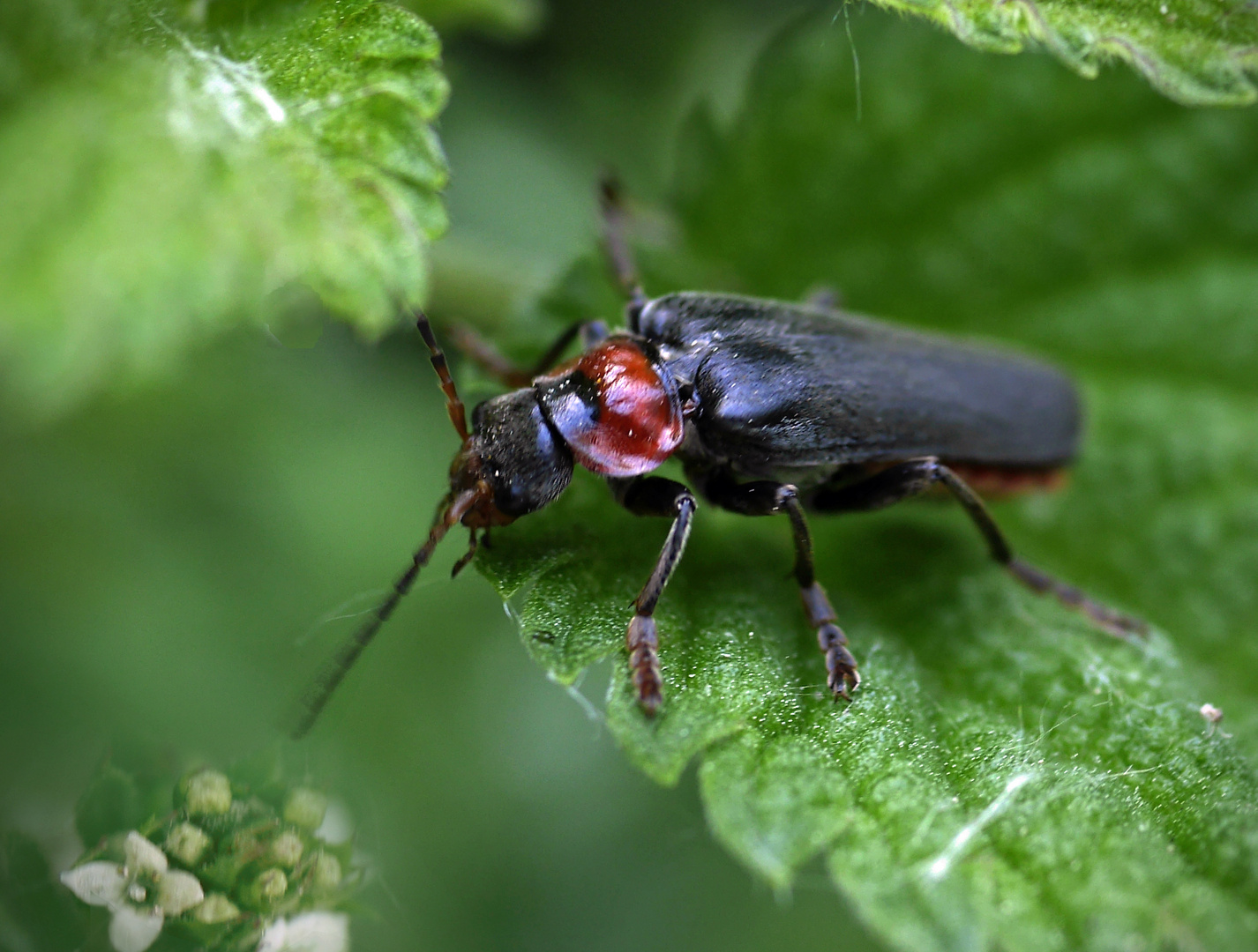 Weichkäfer