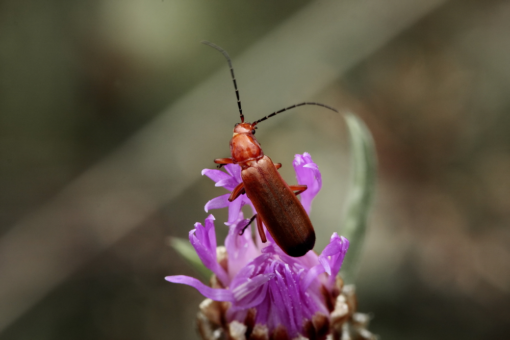 Weichkäfer