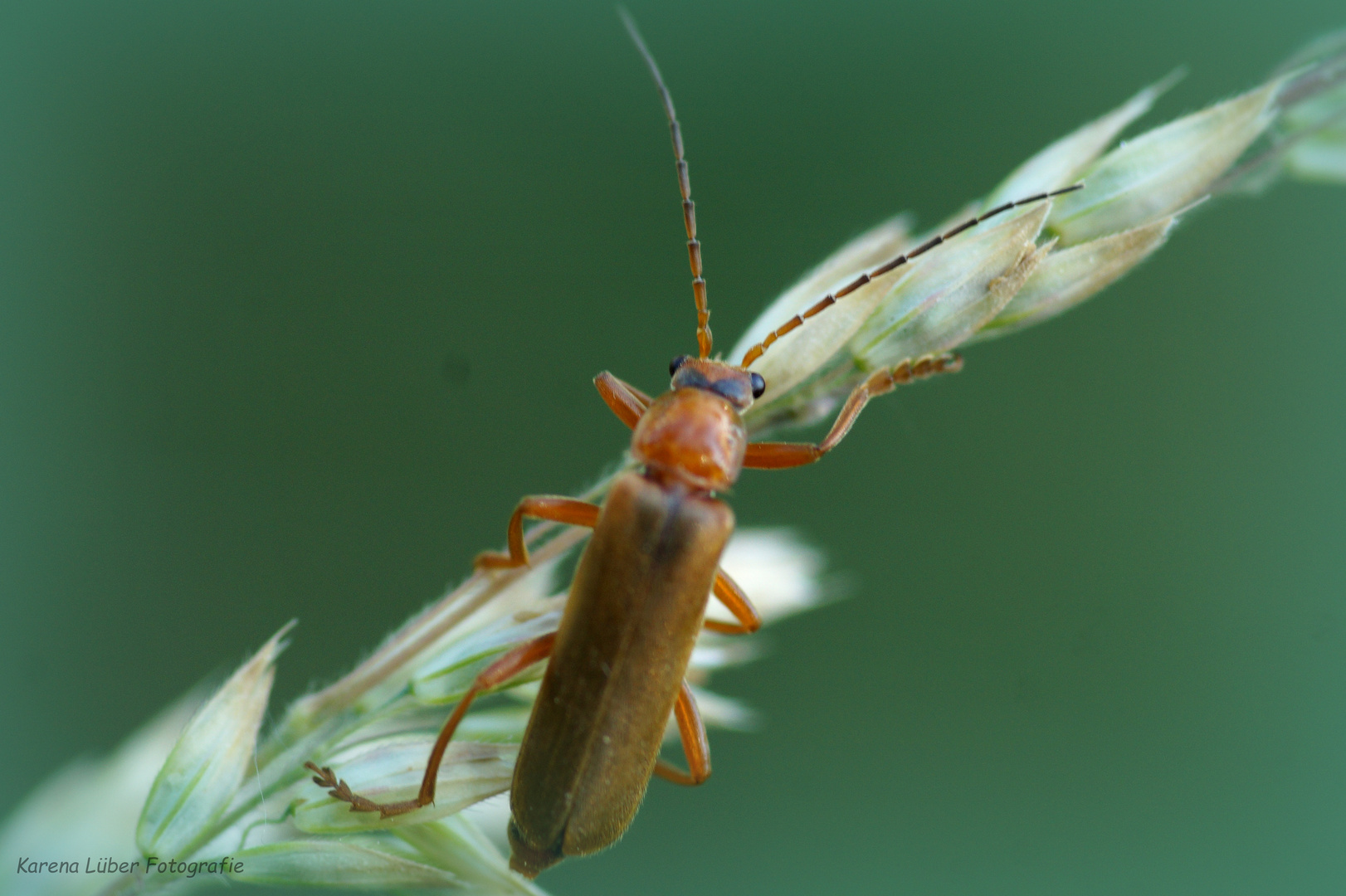 Weichkäfer II