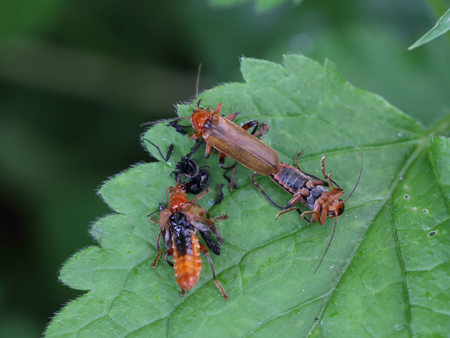 Weichkäfer II