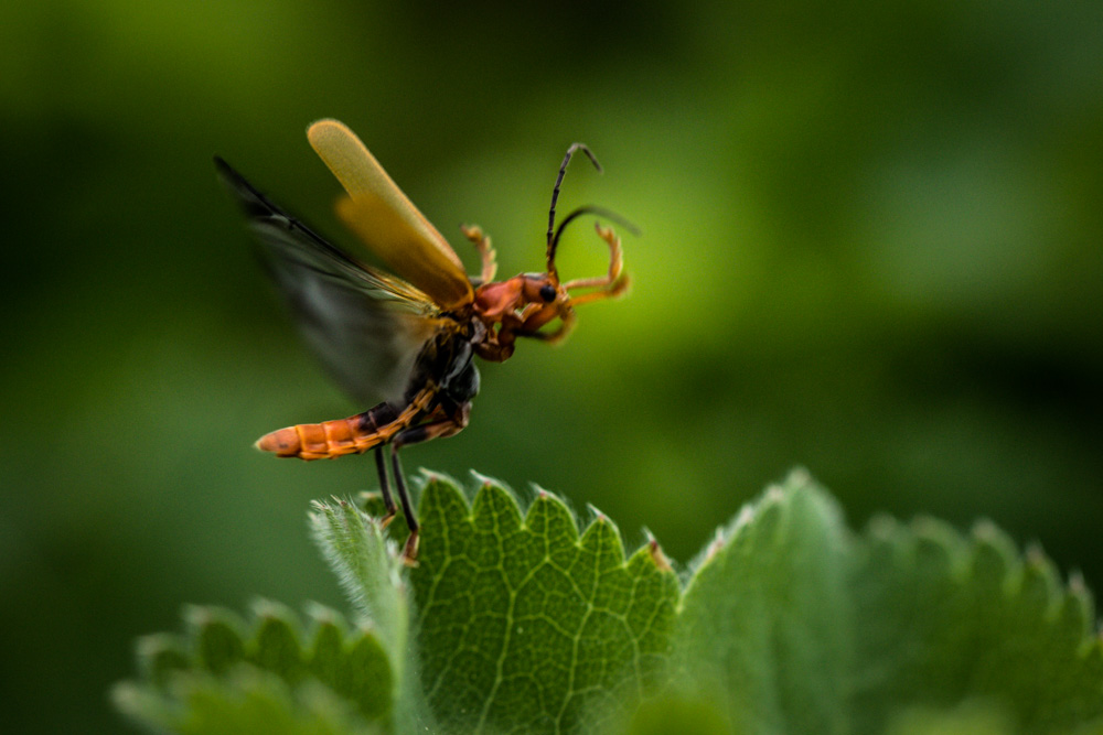 Weichkäfer im Abflug