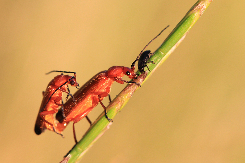 Weichkäfer in Love