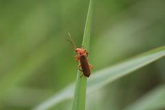 Weichkäfer mit Rückblick