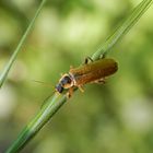 Weichkäfer ohne deutschen Namen - Cantharis decipiens