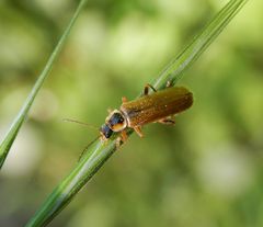 Weichkäfer ohne deutschen Namen - Cantharis decipiens