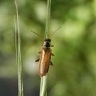 Weichkäfer ohne deutschen Namen - Cantharis decipiens