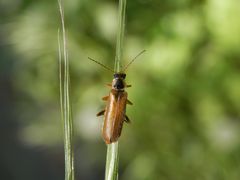 Weichkäfer ohne deutschen Namen - Cantharis decipiens