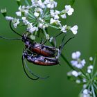 Weichkäfer Paarung