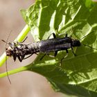 Weichkäfer-Paarung - Cantharis obscura oder C. paradoxa ?