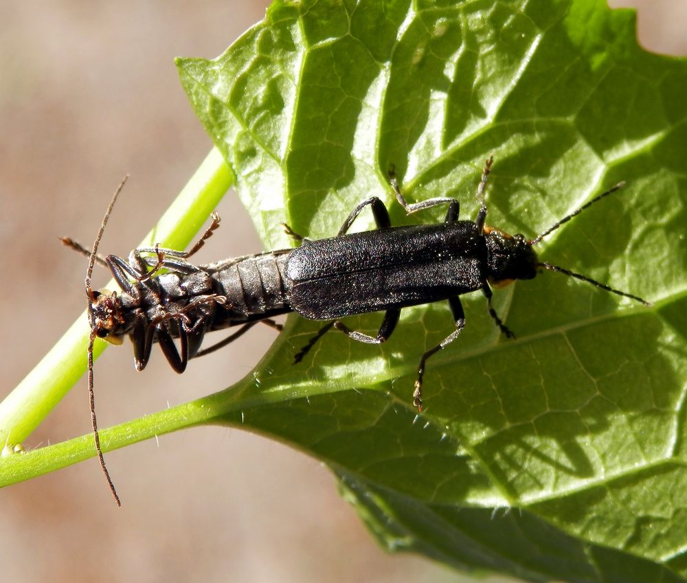 Weichkäfer-Paarung - Cantharis obscura oder C. paradoxa ?