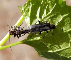 Weichkäfer-Paarung - Cantharis obscura oder C. paradoxa ?