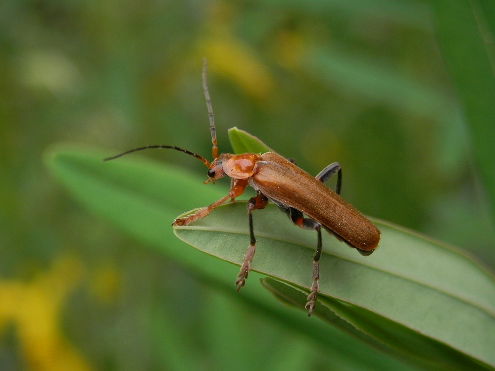 Weichkäfer Rhagonycha testacea