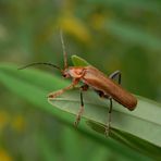 Weichkäfer Rhagonycha testacea