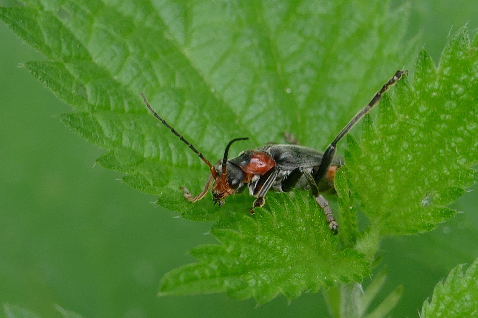 Weichkäfer - Soldatenkäfer