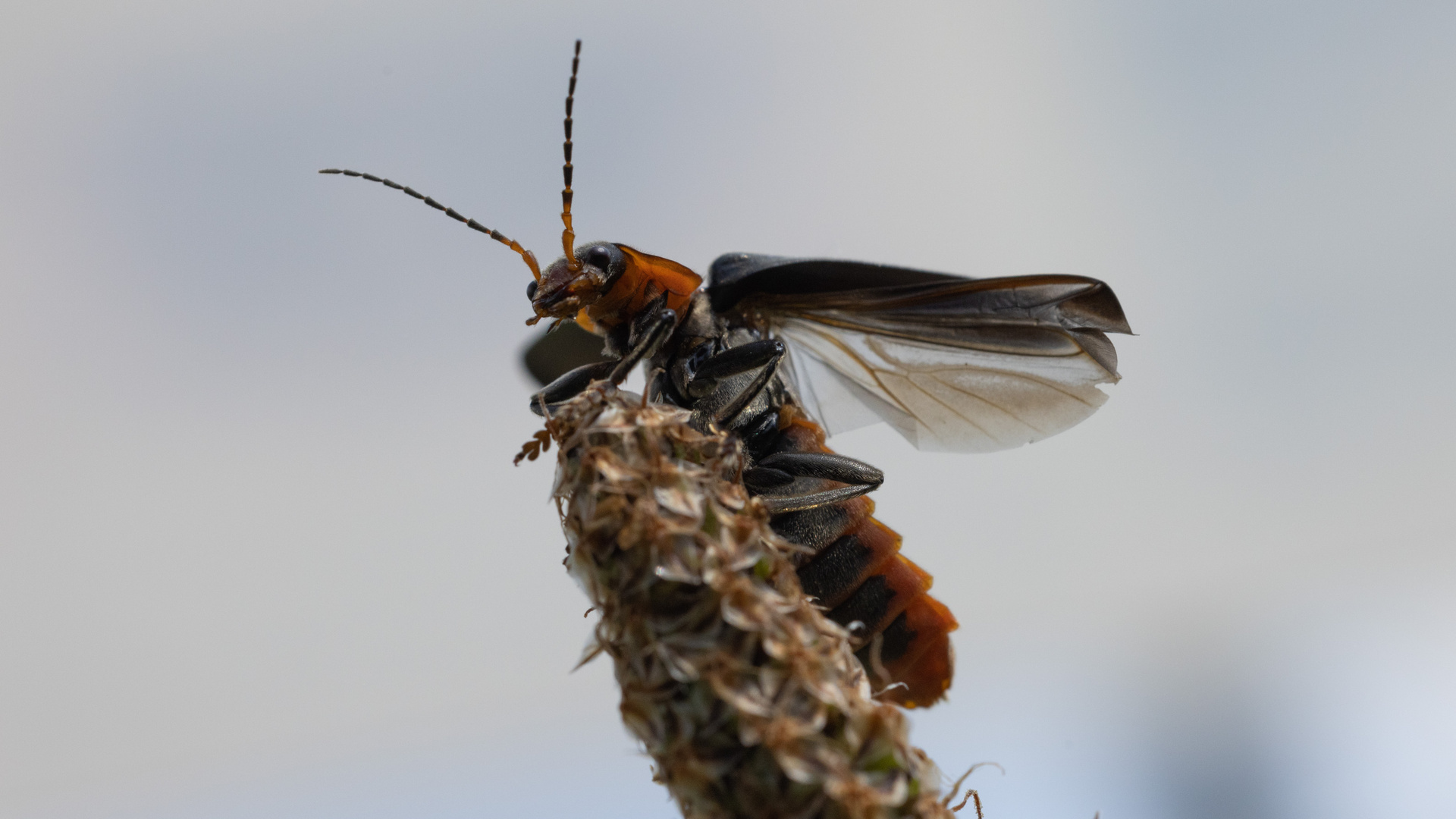 Weichkäfer startklar