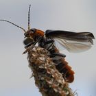 Weichkäfer startklar