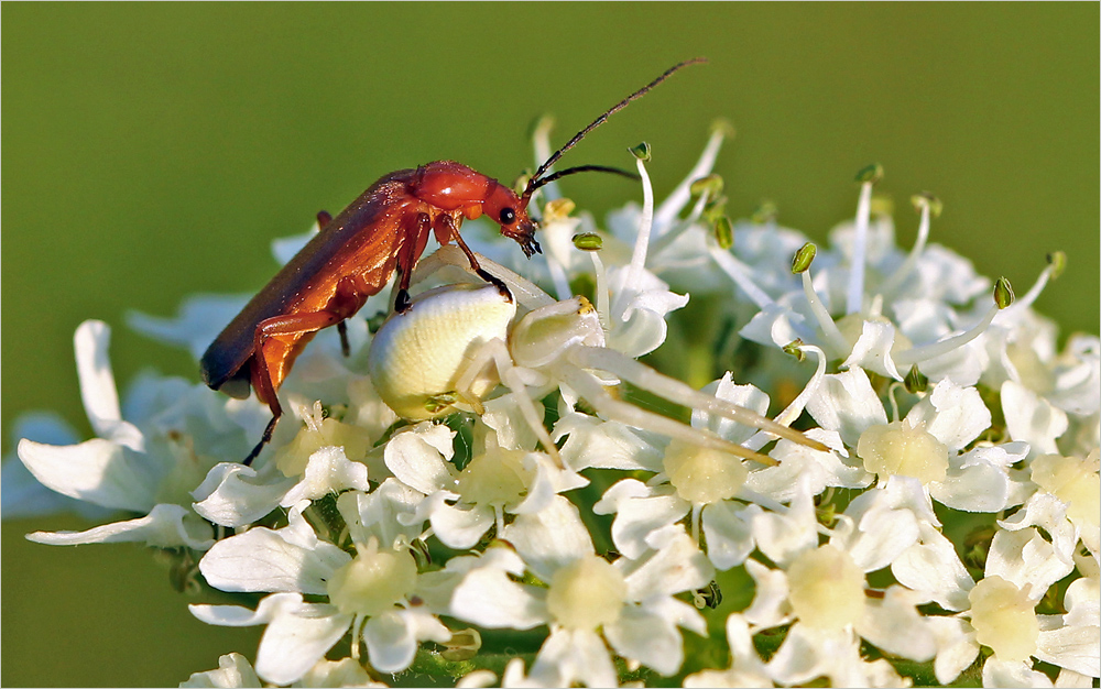 Weichkäfer und Krabbenspinne