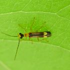 Weichkäfer_Malthinus punctatus 5-6mm