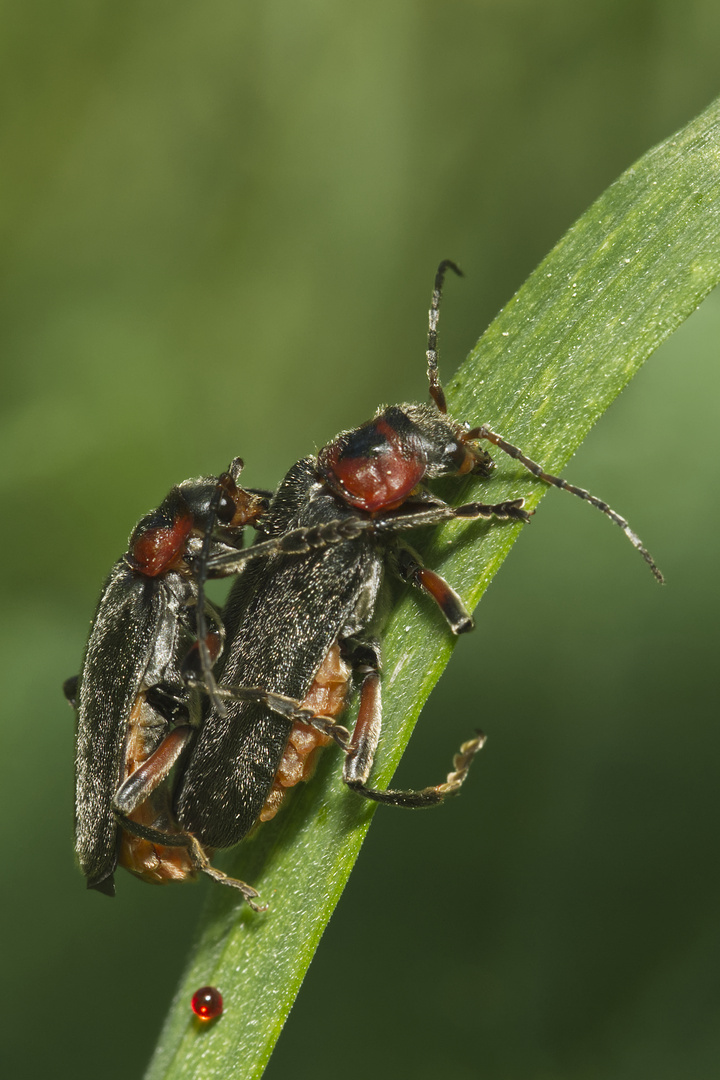 Weichkäferpärchen (Cantharis spec.)