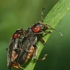 Weichkäferpärchen (Cantharis spec.)