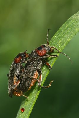 Weichkäferpärchen (Cantharis spec.)