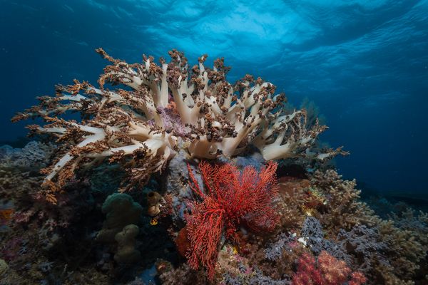 Weichkoralle auf dem Riffdach