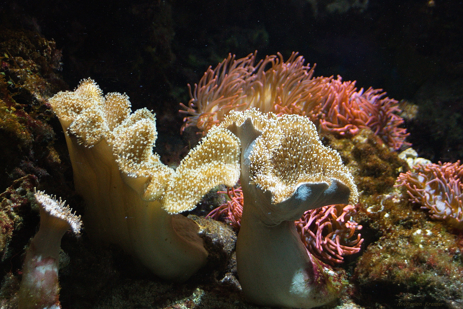 Weichkoralle im Aquarium Fehmarn