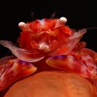 Weichkorallenporzellankrebs (Lissoporcellana quadrilobata)