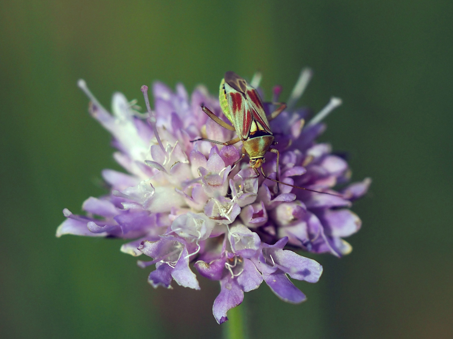 Weichwanze (Calocoris roseamaculatus)