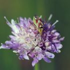 Weichwanze (Calocoris roseamaculatus)