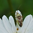 Weichwanze (Calocoris roseomaculatus)